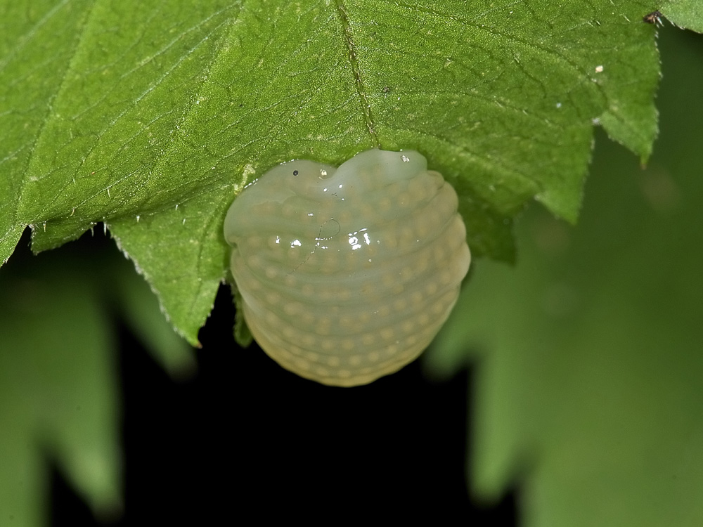 Larva? No. Ovatura di tricottero